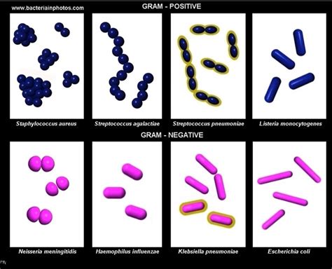 Bacteria Classification Diagram | Quizlet