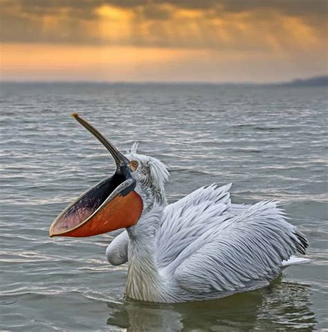 Dalmatian Pelican | Focusing on Wildlife