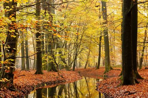 Stream in autumn forest stock image. Image of trees, brook - 20506623