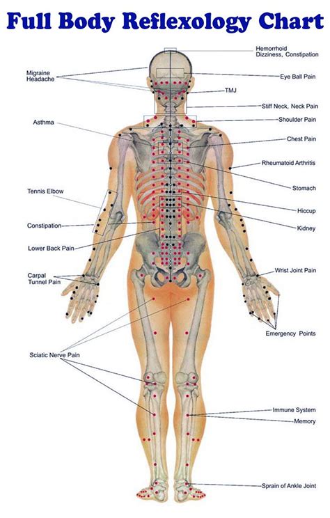 Body Reflexology Chart | Body reflexology, Reflexology massage, Reflexology