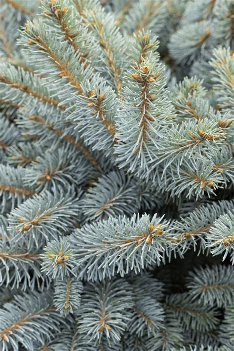 Dwarf Globe Blue Spruce, Picea pungens 'Globosa', Monrovia Plant