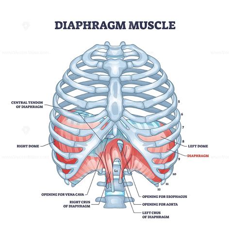 Diaphragm muscle as body ribcage dome muscular system outline diagram ...