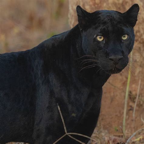 Black Panther in India - Big Cats India - Customised Tiger Safari in India