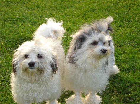 Lowchen Breed Guide - Learn about the Lowchen.