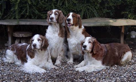 Welsh Springer Spaniel - SpockTheDog.com