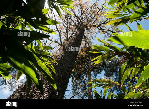 Black timber, Indian Rosewood tree Stock Photo - Alamy