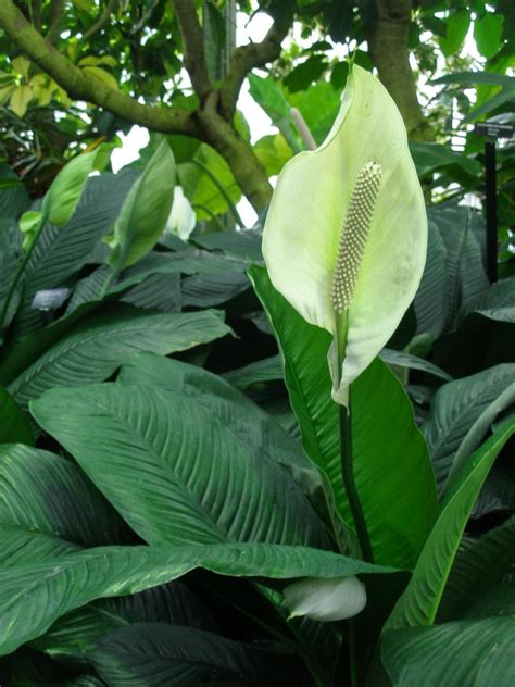 Peace Lily Care Tips | HGTV