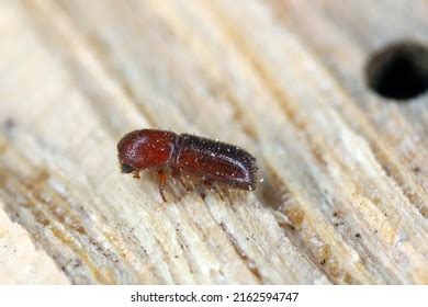 130 Ambrosia beetle Images, Stock Photos & Vectors | Shutterstock