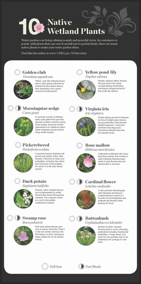 National Garden Native Plant Recommendations | United States Botanic Garden