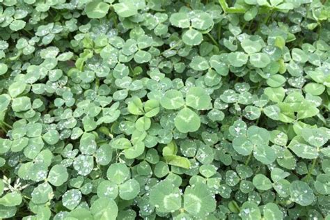 Shamrocks and Four-Leaf Clovers: What's the Difference? | The Old ...