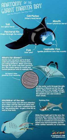 39 Best Types of Rays: Mantas, Eagle Rays and Stingrays ideas | ocean ...