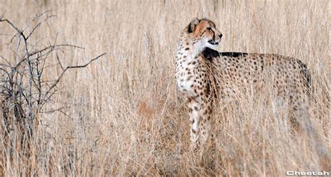 hunting-cheetah - Hunting Namibia