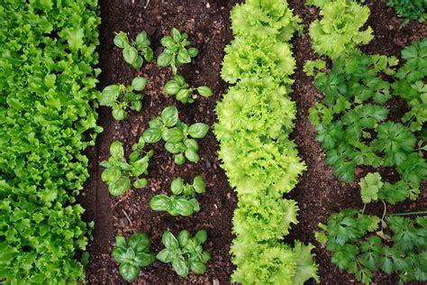 15 Best Veggies to Plant in Spring for an Early Harvest - Food Gardening Network