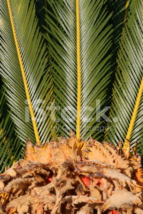 Cycad Seeds And Fruit Stock Photo | Royalty-Free | FreeImages