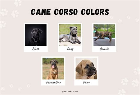 How Many Colors Are There For A Cane Corso