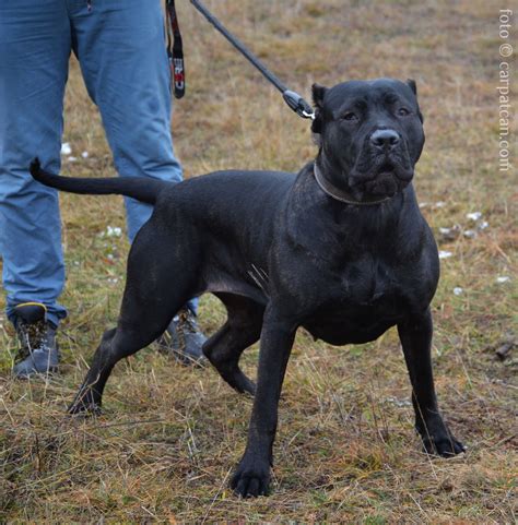 Dark brindle Presa Canario female A'Negra. www.CarpatCan.com #presacanario #guarddog | Sporting ...