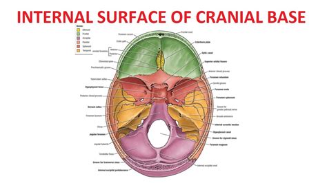 Internal Surface of Base of Skull (Cranial Cavity) - YouTube