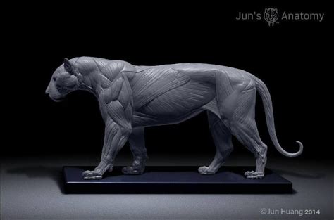 Tiger Anatomy model 1/6th scale - flesh & superficial muscle # ...