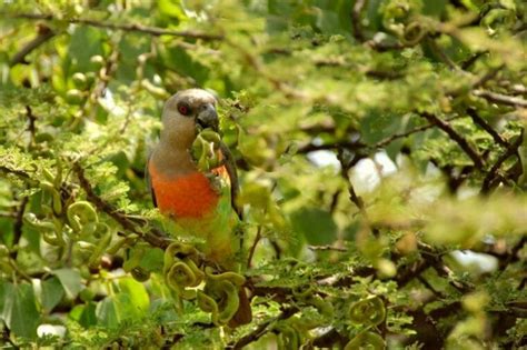 Red-Bellied Parrot: Personality, Diet, Health & Care (with Pictures) | Pet Keen