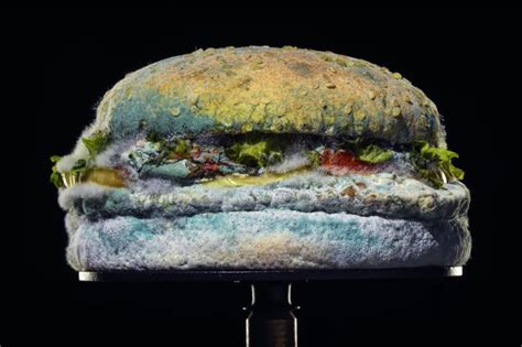 Burger King Uses Moldy Burger to Show Lack of Artificial Preservatives ...