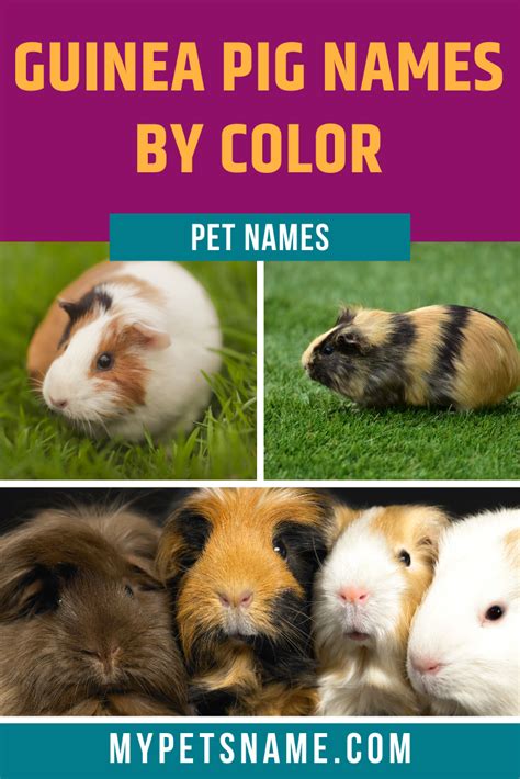 Pin on Pet Names by Color