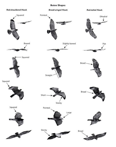 Buteo (Hawk) Shape Differences : r/charts