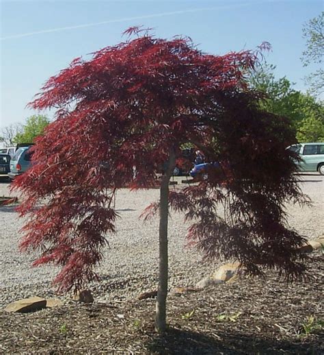 japanese maples nashville | Japanese maple tree, Screening plants, Weeping japanese maple