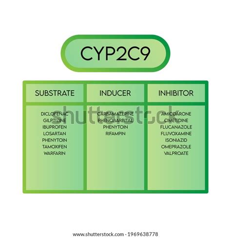 Cyp2c9 Cytochrome P450 Enzyme Substrates Inducers Stock Vector (Royalty Free) 1969638778 ...