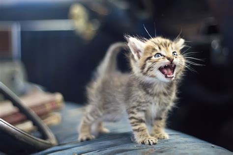 Cat Behaviour: Purring, Miaows And Body Language Explained By Expert | HuffPost UK