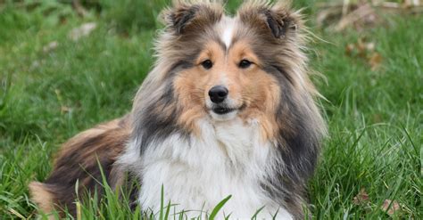 10 Velcro Dog Breeds That Will Never Leave Your Side - The Animal Rescue Site News