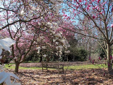 A secret cherry blossom spot in DC that's less touristy - The Points Guy