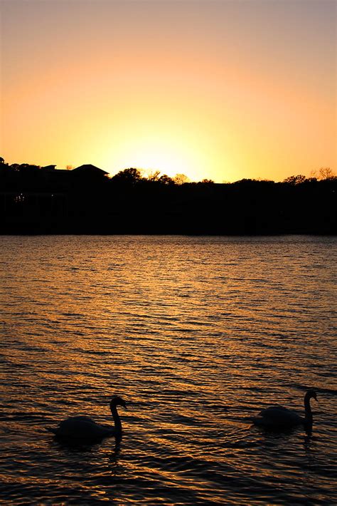 swan sunset | Lady Bird Lake...Austin, TX....February 21, 20… | Jack ...