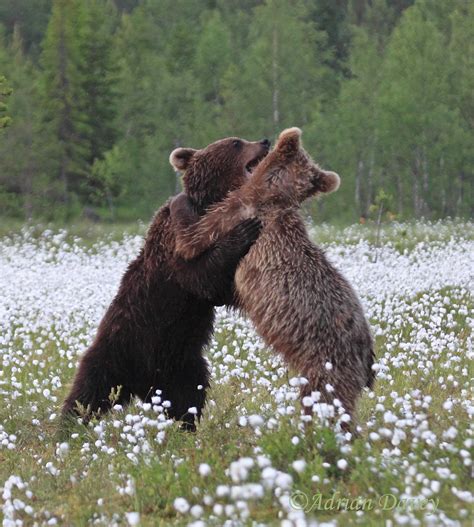 Adrian Davey Wildlife Photography Diary: Bears in Finland