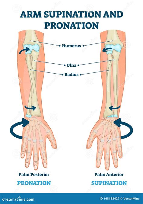 Illustration De Vecteur De Supination Et De Pronation D'armes Plan Anatomique Marqué ...