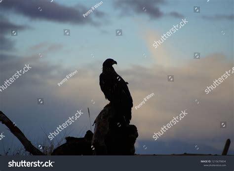 Bald Eagle Silhouette: Over 970 Royalty-Free Licensable Stock Photos ...