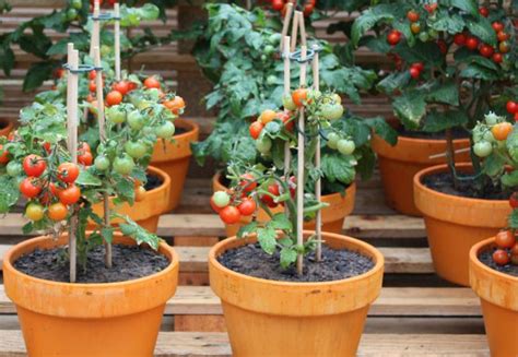 Tips For Growing Cherry Tomatoes In Pots