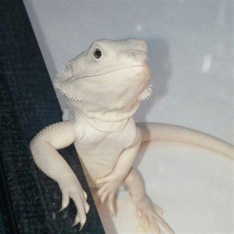 Waow a beauty! Albino bearded dragon guess it’s a rarity | Baby bearded dragon, Bearded dragon ...