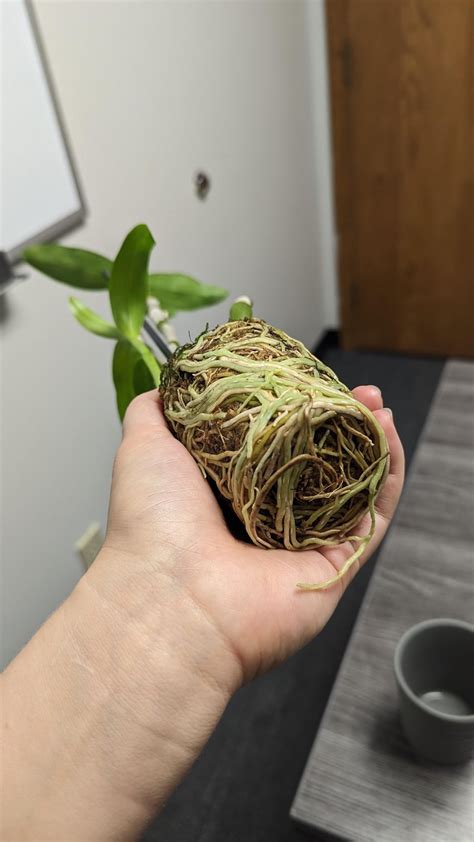 Tips for repotting this dendrobium from Lowe's? : r/orchids