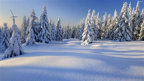 Winter Forest 4K Wallpapers - Top Free Winter Forest 4K Backgrounds ...