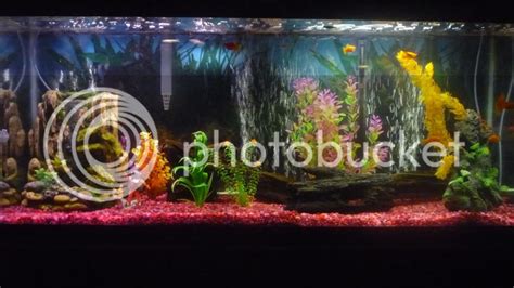 My Ideas for Stocking 20 & 55 Gallon Tanks: Feedback Appreciated - Tropical Fish Keeping ...