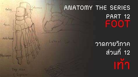 Foot anatomy drawing - YouTube