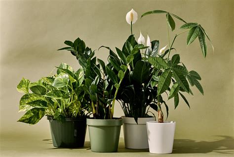 The 10 Best Indoor Plants for Every Kind of Person - Grand Central Floral