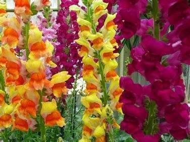 SNAPDRAGON SKULLS MIX JUST $1.00 MIXED COLOURS! BIG FLOWERS! BIG SKULLS! – Wendy's Garden