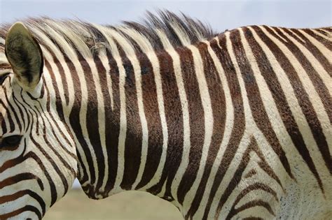 Download free photo of Zebra, mountain zebra, africa, nature, stripes ...