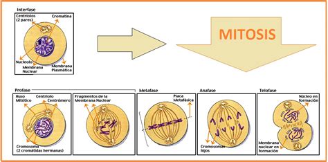 Biologi Sel: Makalah Biologi Sel Farmasi C