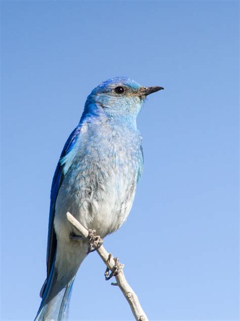 Slowing Down on the Bluebird Trail by Drew Weber | Nemesis Bird