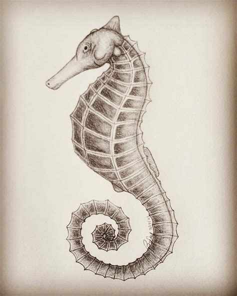 Made-to-order Seahorse Pencil Drawing Sketch - Etsy