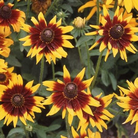 Bulk Black Eyed Susan Seeds - Autumn Forest | Bulk Seed Store