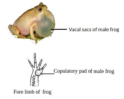 Label the Vocal sacs and Copulatory Pad in male reproductive system of ...