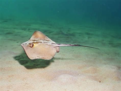 marine vertebrates of the mediterranean sea and the island Elba:fish: Gewöhnlicher Stechrochen ...